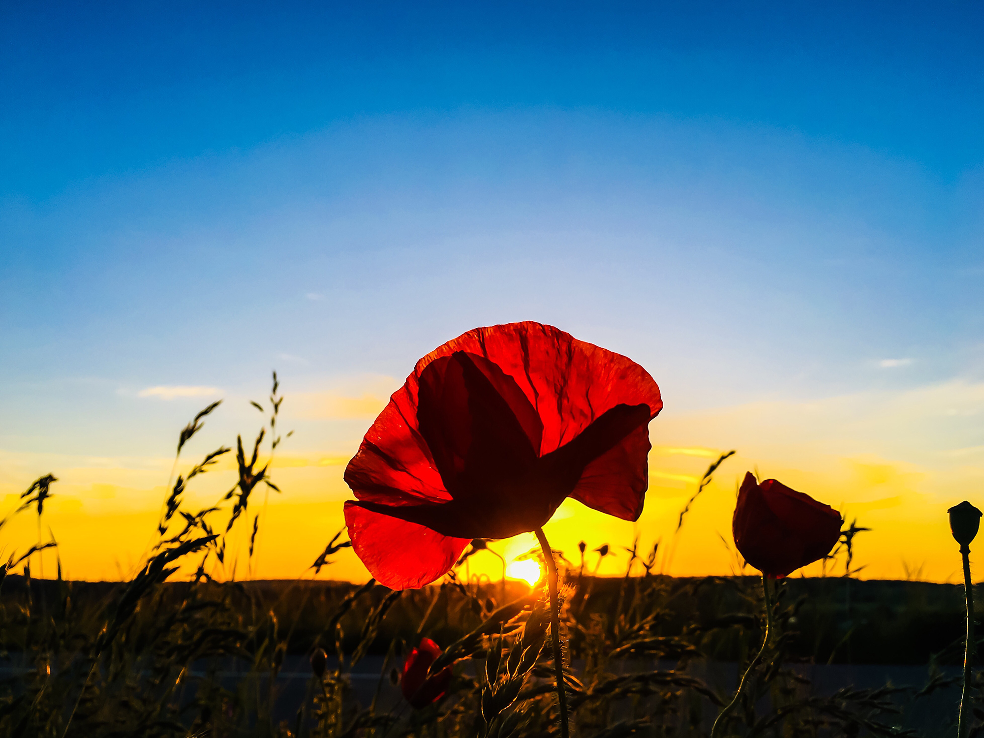 Supporting Veterans Through Accessible Dental Care